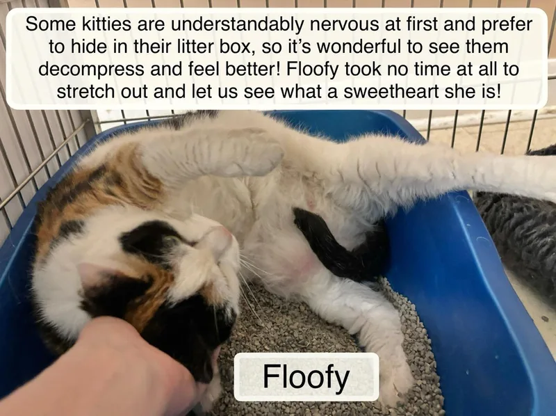 Floofy thumbnail 4