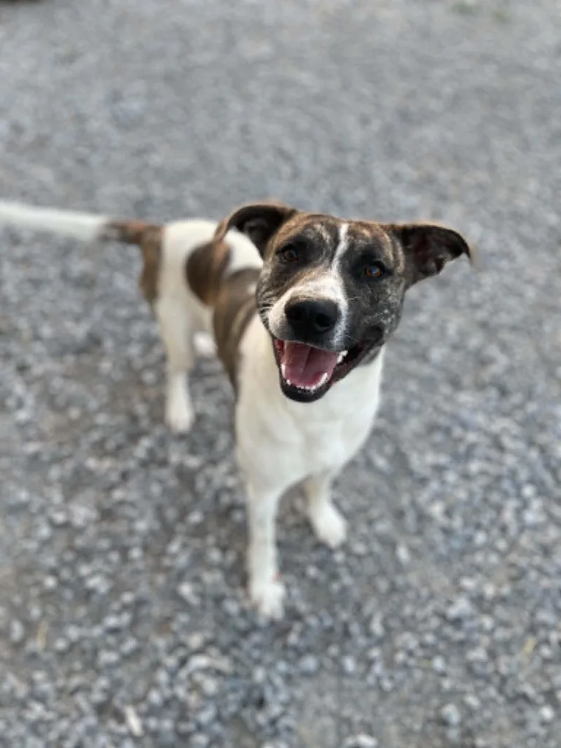 An adult medium-sized male Brindle Pit Bull Terrier dog named Snoop for adoption in Calhoun, KY