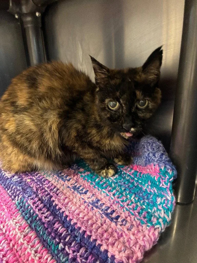 A senior medium-sized female Domestic Short Hair cat named Bobbin for adoption in Emmett, ID