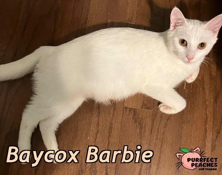 A young medium-sized female Domestic Short Hair cat named Baycox Barbie for adoption in Douglasville, GA