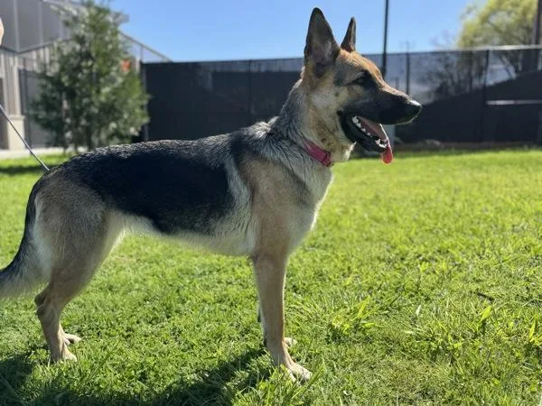 A young large-sized female German Shepherd Dog dog named Scarlett for adoption in Portland, OR