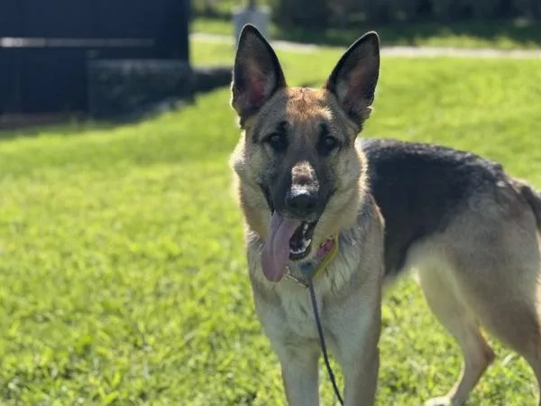 Scarlett thumbnail 2