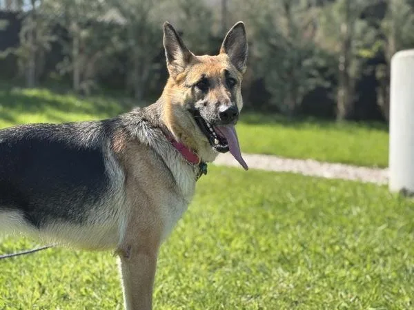 Scarlett thumbnail 3