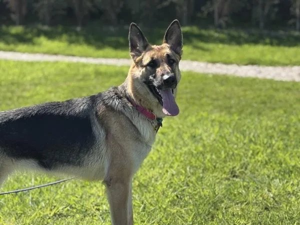 Scarlett thumbnail 5