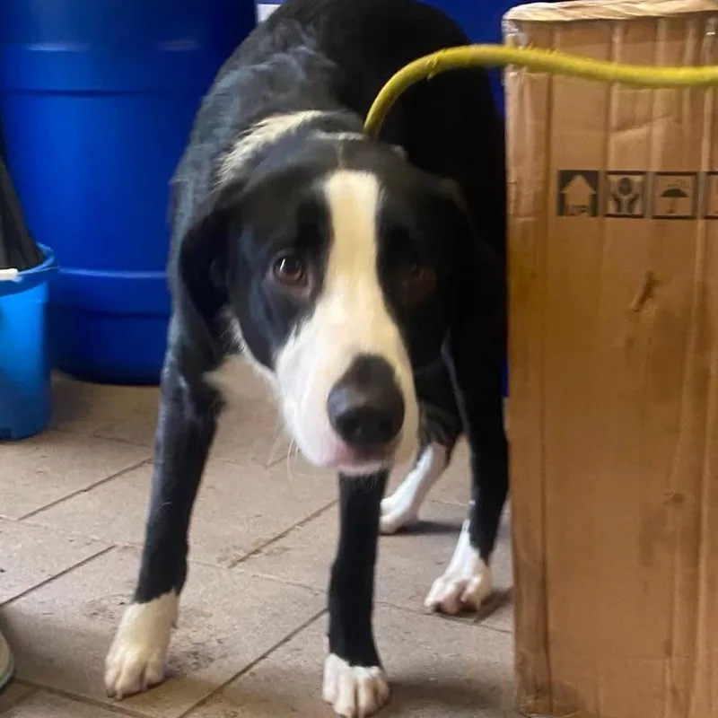 An adult small-sized male Black Mixed Breed dog named Courage Stray Hold for adoption in Huntington, WV
