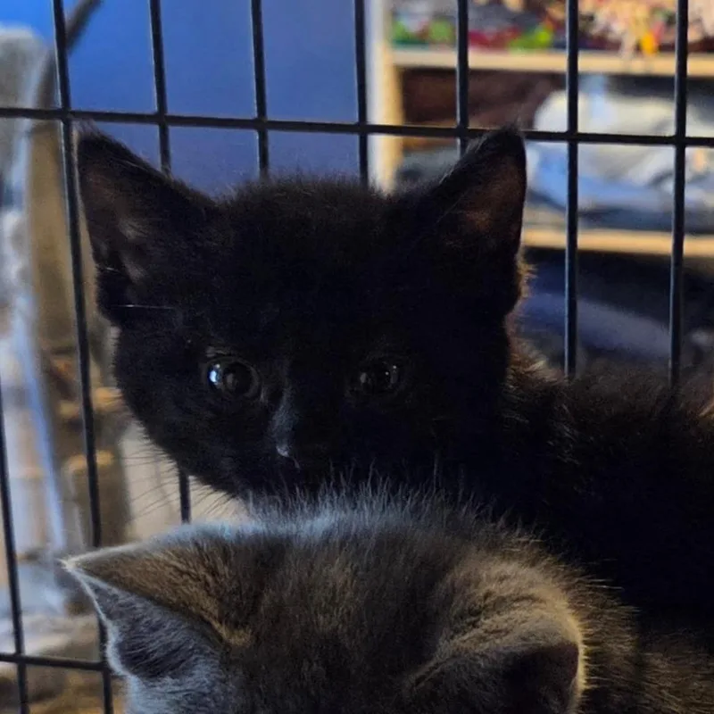A baby small-sized female Black Domestic Short Hair cat named Fireball for adoption in Hanna City, IL