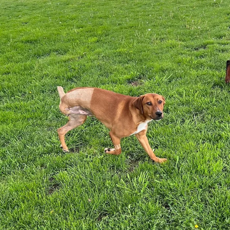 Winston