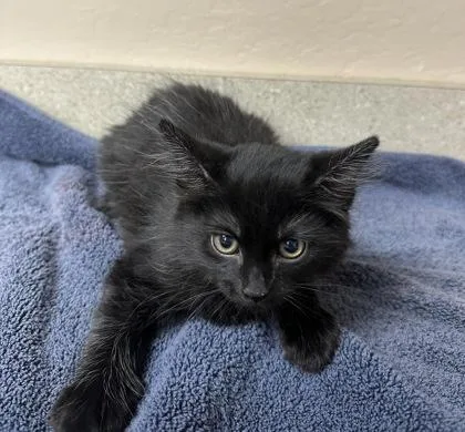 A young small-sized male Domestic Long Hair cat named Pluto for adoption in Phoenix, AZ