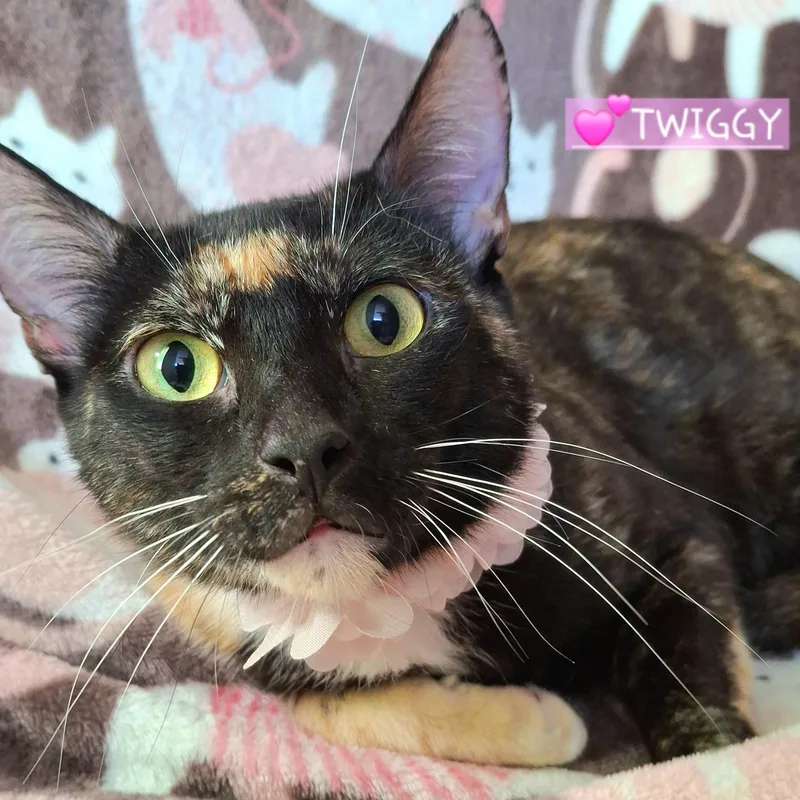 A baby medium-sized female Tortoiseshell Tortoiseshell cat named Twiggy for adoption in Fullerton, CA