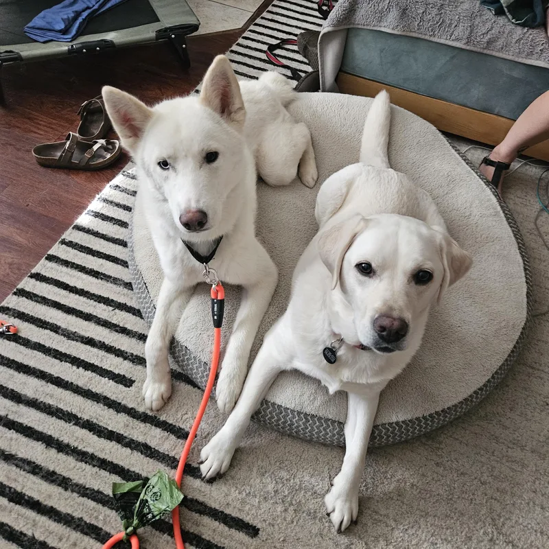 An adult large-sized male White / Cream Husky dog named Courtesy Listing Mario for adoption in Grass Valley, CA