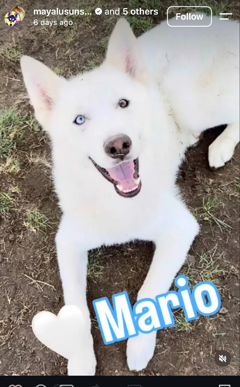 Courtesy Listing Mario thumbnail 4
