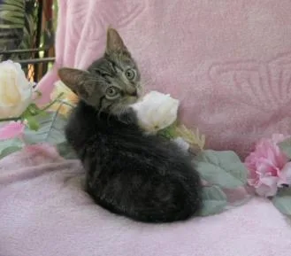 A baby small-sized female Domestic Short Hair cat named Mocha for adoption in Charlotte, NC