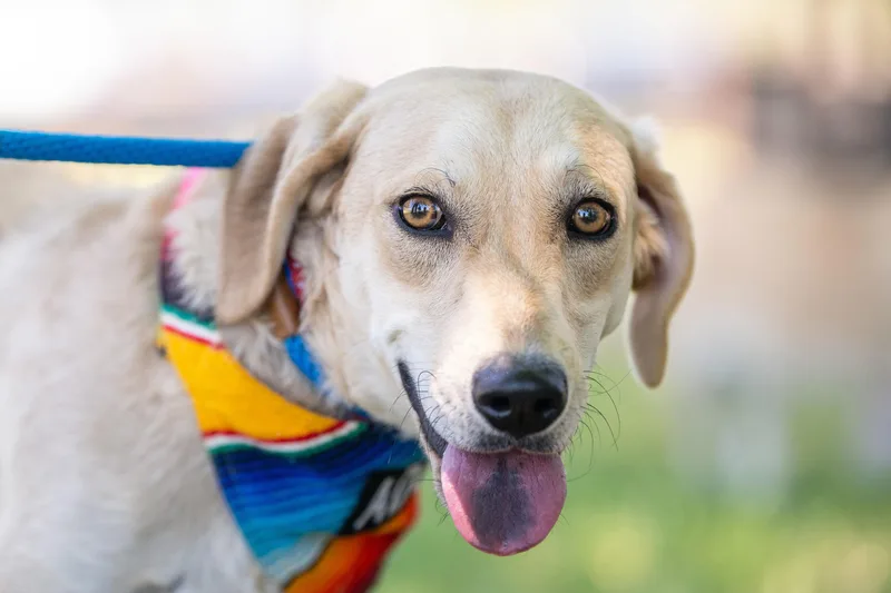 A young medium-sized female Yellow / Tan / Blond / Fawn Labrador Retriever dog named Choriza for adoption in Santa Rosa, CA