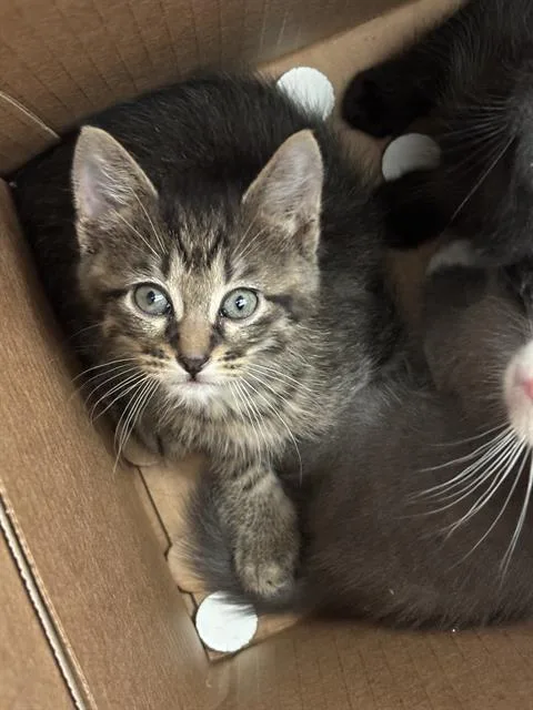 A baby medium-sized male Domestic Short Hair cat named Sage for adoption in Dallas, TX