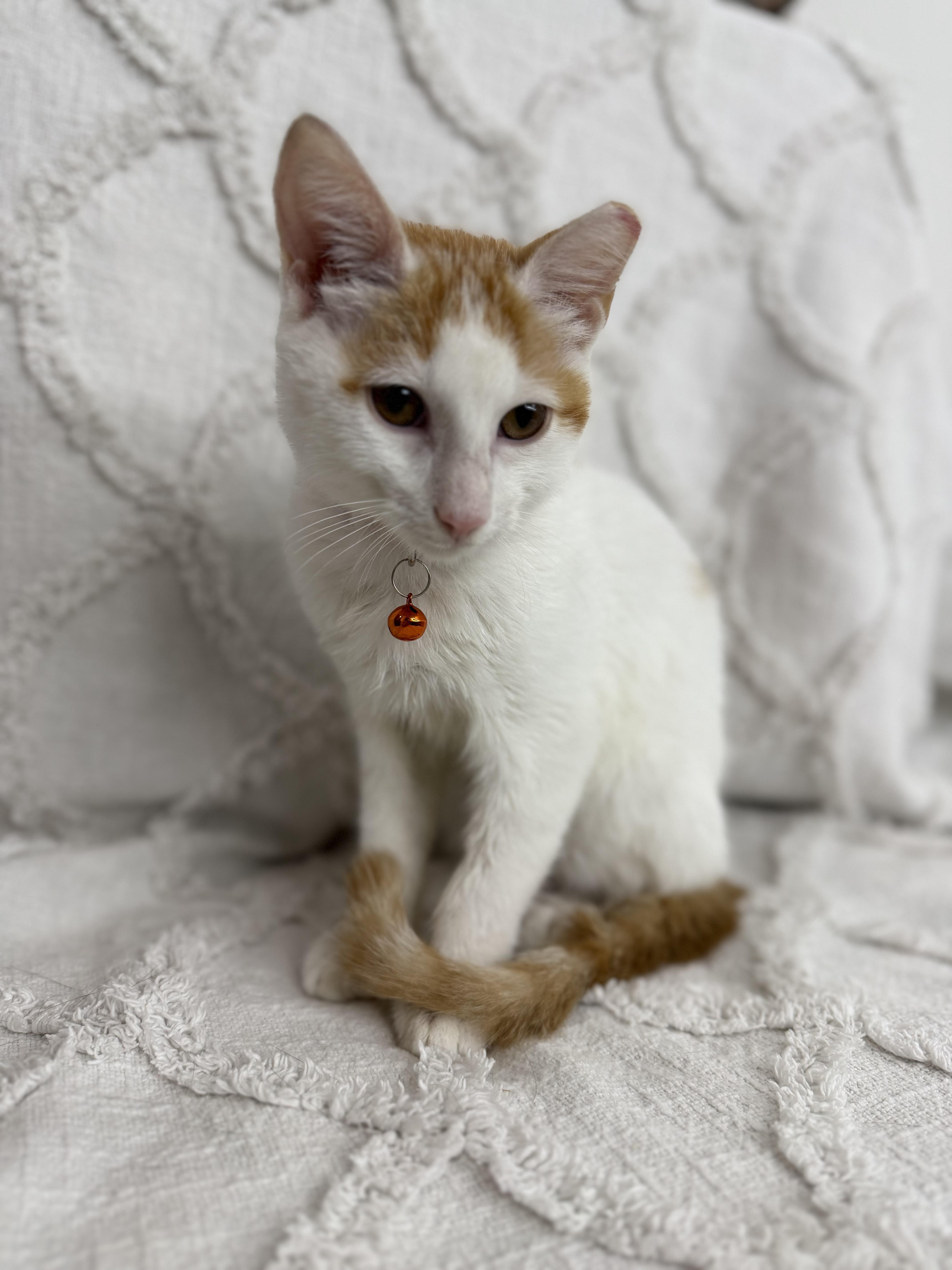 A baby medium-sized male Domestic Short Hair cat named Queso for adoption in Fredericksburg, VA