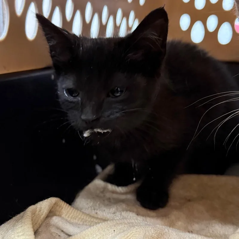 A baby small-sized female Black Domestic Short Hair cat named Pookie for adoption in Evensville, TN