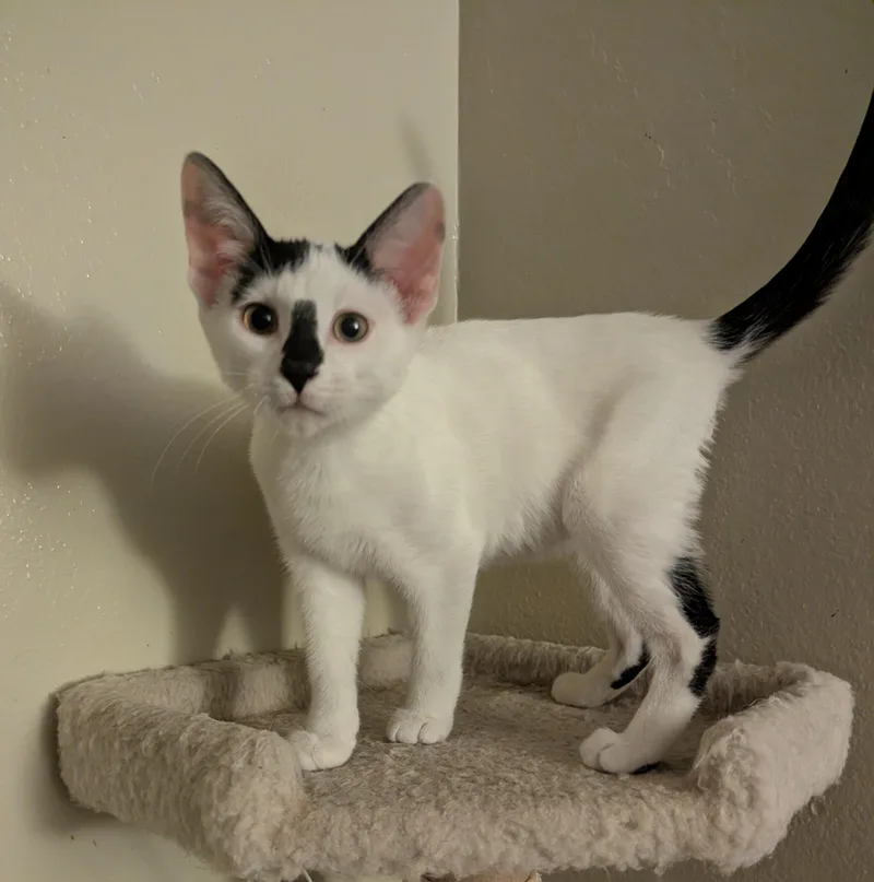 A baby medium-sized male White Domestic Short Hair cat named Chip for adoption in Vacaville, CA