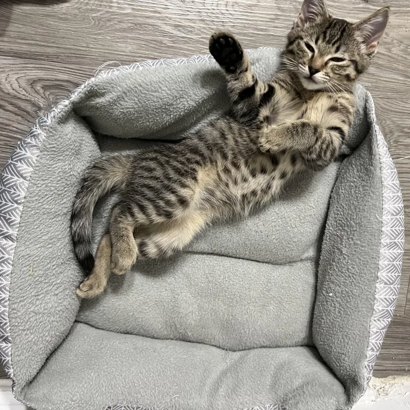 A baby small-sized female Tabby (Brown / Chocolate) Domestic Short Hair cat named Azalea Rose for adoption in The Colony, TX