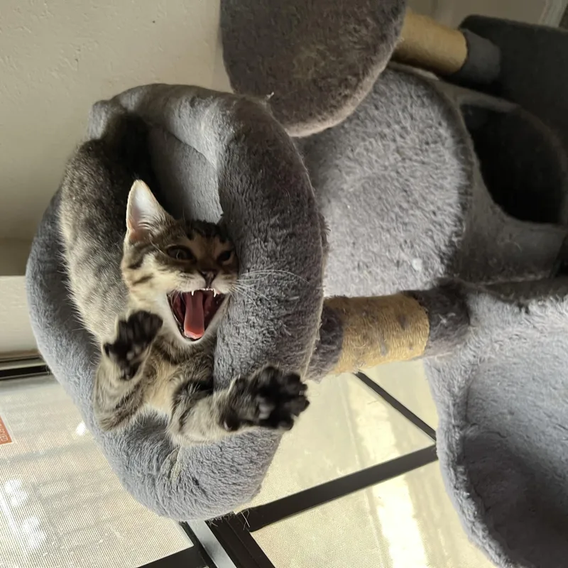 Azalea Rose thumbnail 6