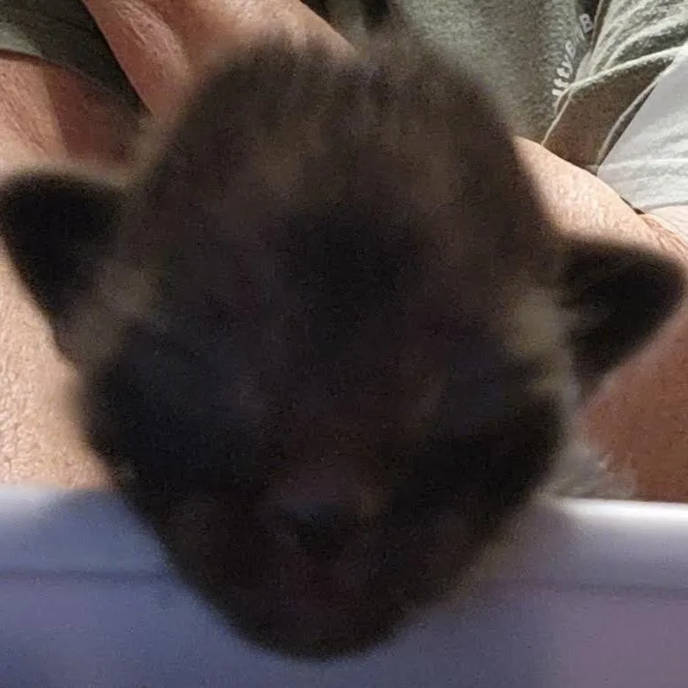 A baby small-sized male Black Domestic Short Hair cat named BBilly for adoption in Arizona City, AZ