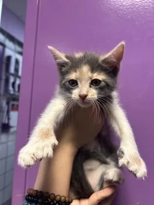 60826899 thumbnail 2