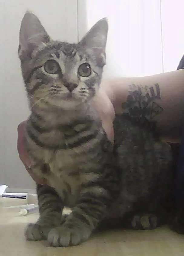 A baby small-sized female Tabby (Brown / Chocolate) Domestic Short Hair cat named Thistle for adoption in Anoka, MN