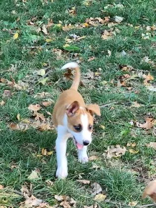 A baby medium-sized female Mixed Breed dog named Darcy for adoption in Independence, MO