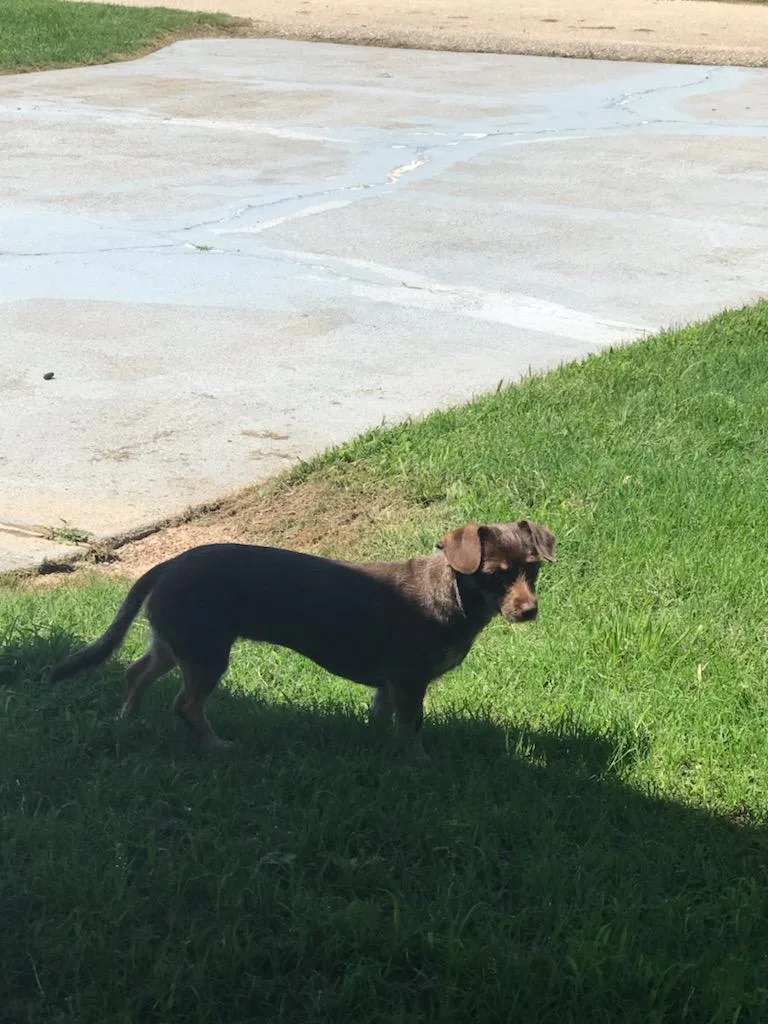 A young small-sized female Brown / Chocolate Chiweenie dog named RyLee for adoption in Mineola, TX