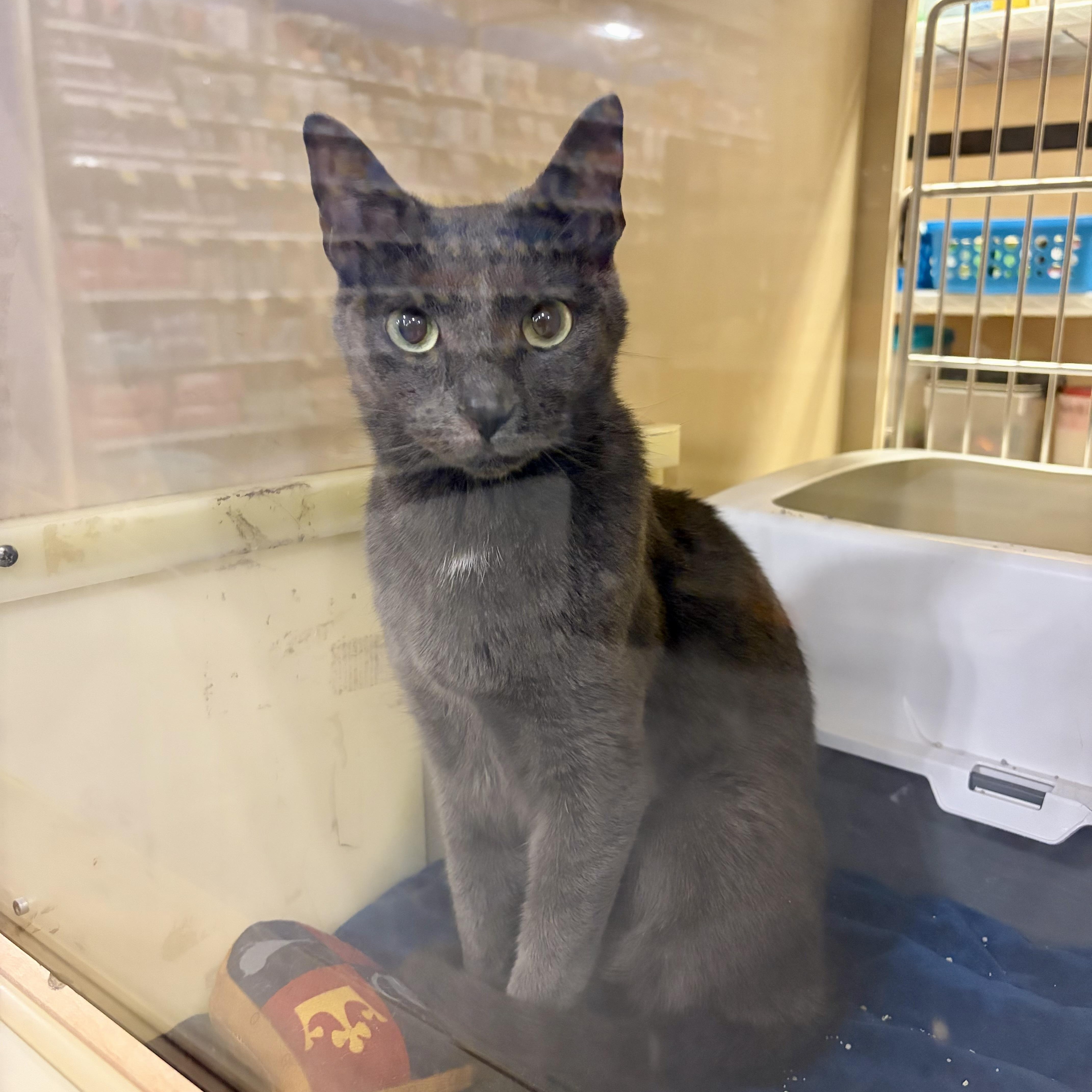 A young medium-sized male Gray / Blue / Silver Domestic Short Hair cat named Piper for adoption in Richmond, VA