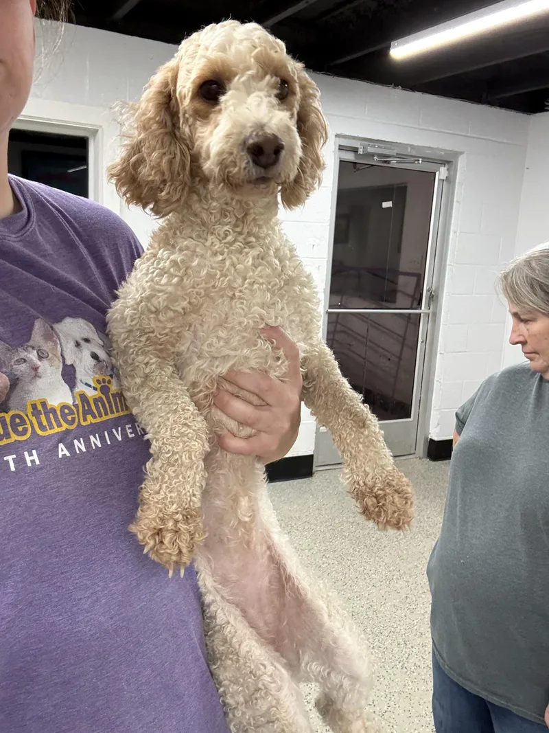 An adult small-sized female Miniature Poodle dog named Sweetie for adoption in Blue Springs, MO