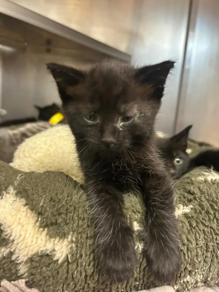 A baby medium-sized female Domestic Medium Hair cat named Jaguar for adoption in Mineral, VA