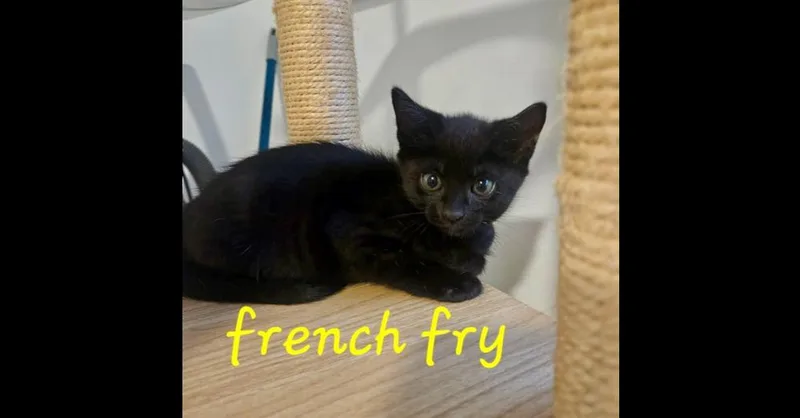 A baby small-sized female Black Domestic Short Hair cat named French Fry for adoption in Chalfont, PA