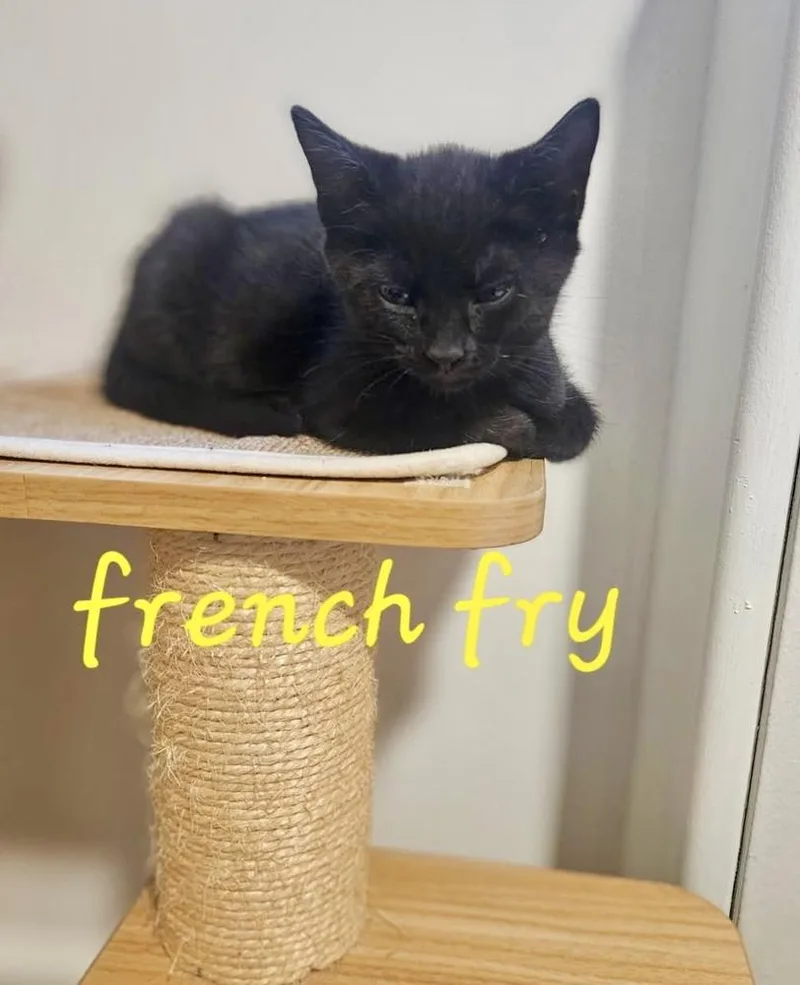 French Fry thumbnail 3
