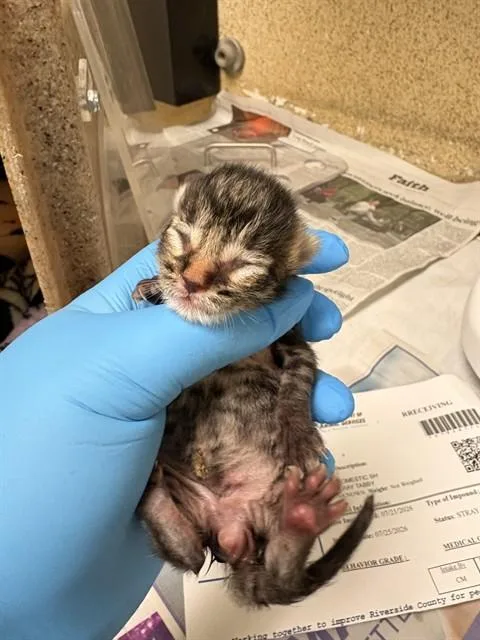 A baby small-sized male Domestic Short Hair cat named Button for adoption in Riverside, CA