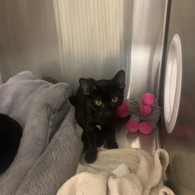 A baby small-sized male Black Domestic Short Hair cat named Binx for adoption in West Palm Beach, FL