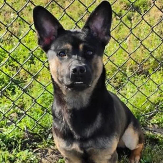 An adult medium-sized male Black Shepherd dog named Bahera for adoption in Rockville, MD