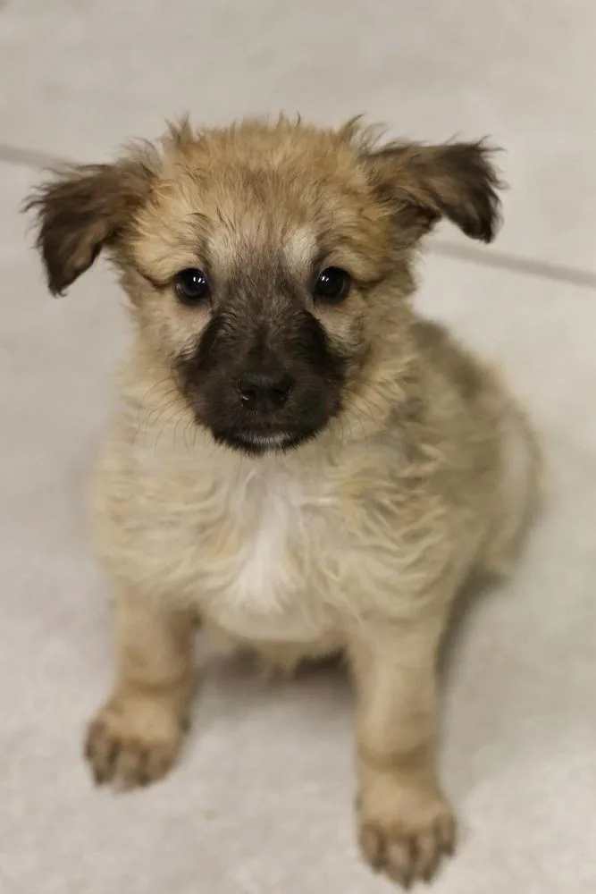 A baby small-sized female Yellow / Tan / Blond / Fawn Mixed Breed dog named Miso for adoption in TUCSON, AZ