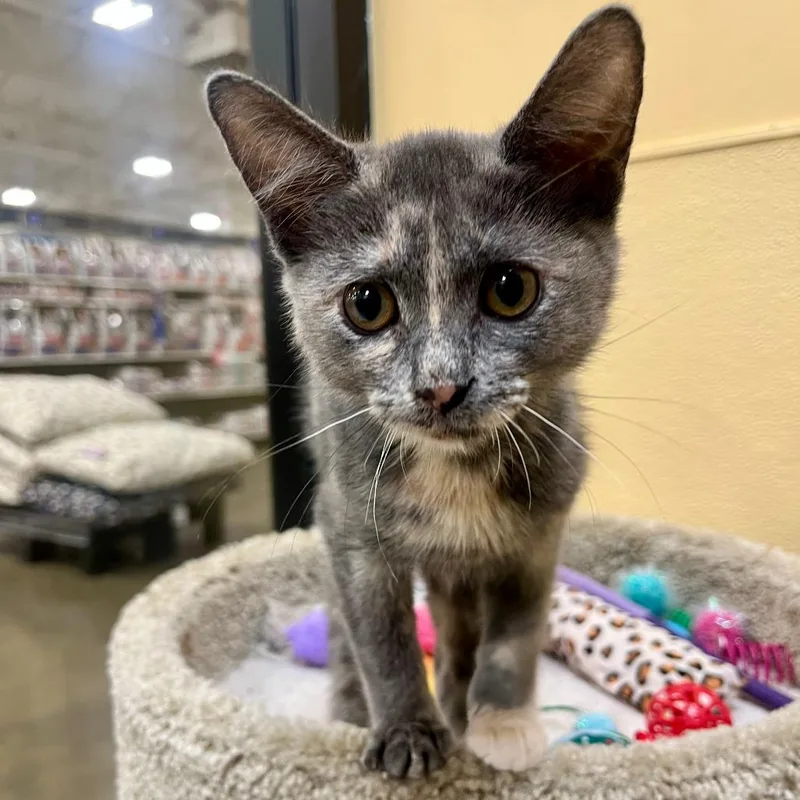 A baby small-sized female Tortoiseshell Domestic Short Hair cat named Opal for adoption in Long Beach, CA