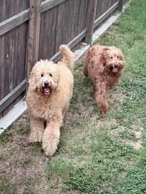 Louie & Nala thumbnail 2