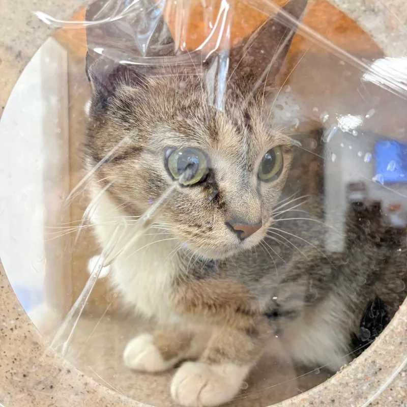 An adult medium-sized female Black Domestic Short Hair cat named Paint for adoption in Philadelphia, PA