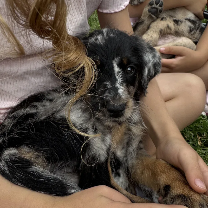 A baby medium-sized female Australian Shepherd dog named Presley for adoption in Van Nuys, CA