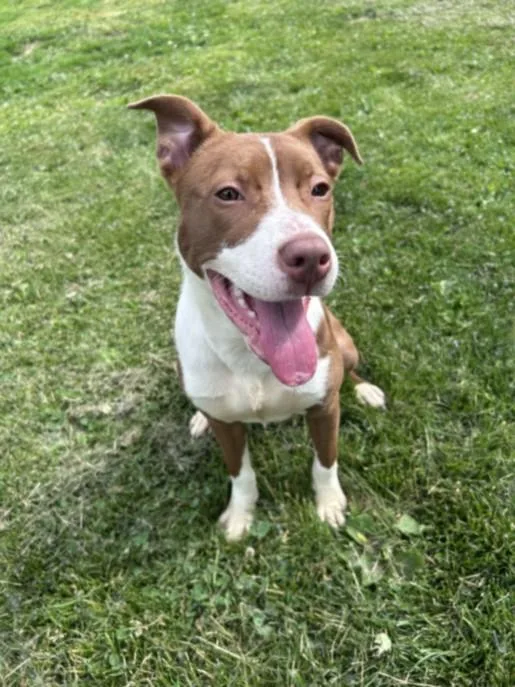 Nova