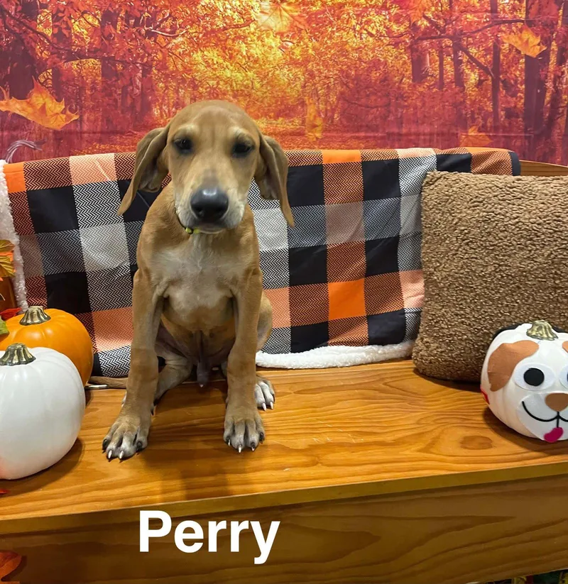 Perry