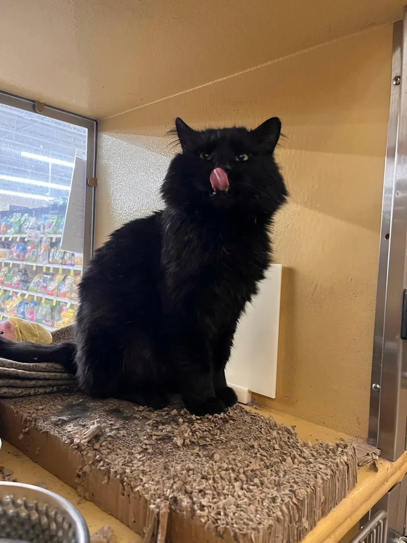A young medium-sized male Black Domestic Long Hair cat named Snape for adoption in Gladstone, OR