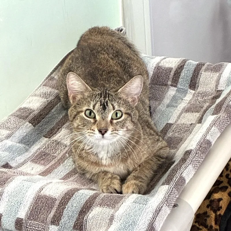 A young medium-sized female Brown / Chocolate Domestic Short Hair cat named Calliope for adoption in Skokie, IL