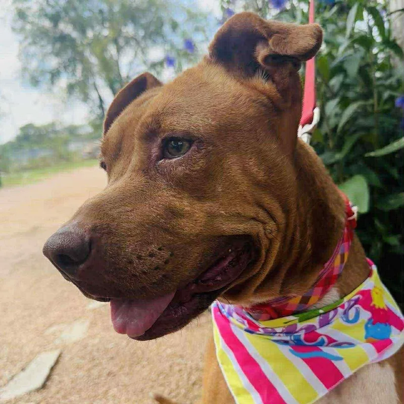An adult medium-sized female Mixed Breed dog named Ginger for adoption in Blacksburg, VA