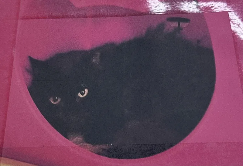 An adult small-sized female Domestic Long Hair cat named Frankie Freeport for adoption in Westbury, NY