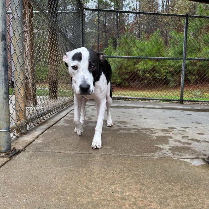 Green Bean Casserole