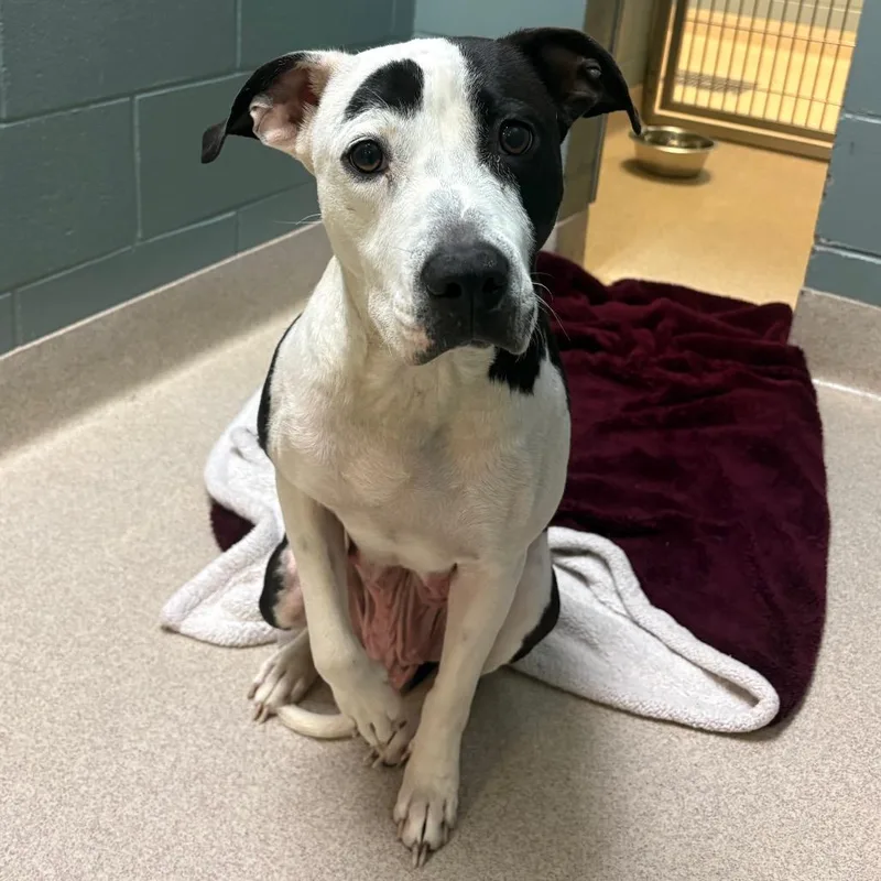 Green Bean Casserole thumbnail 3