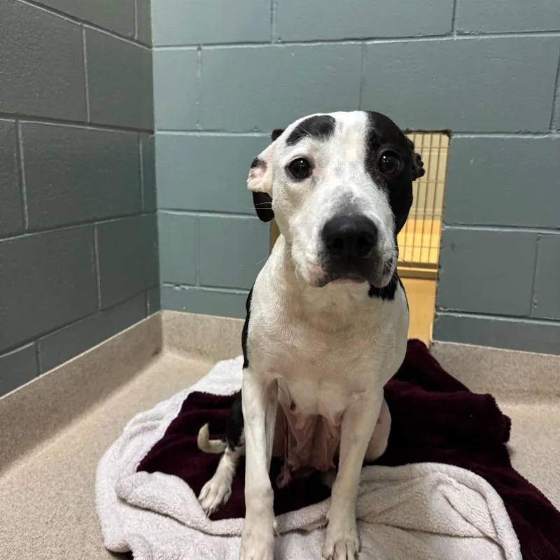 Green Bean Casserole thumbnail 4